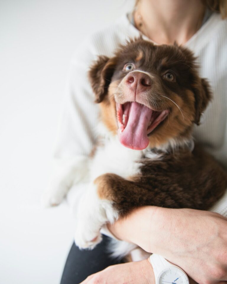 EPI beim Hund – Alles, was du über die Exokrine Pankreasinsuffizienz wissen solltest