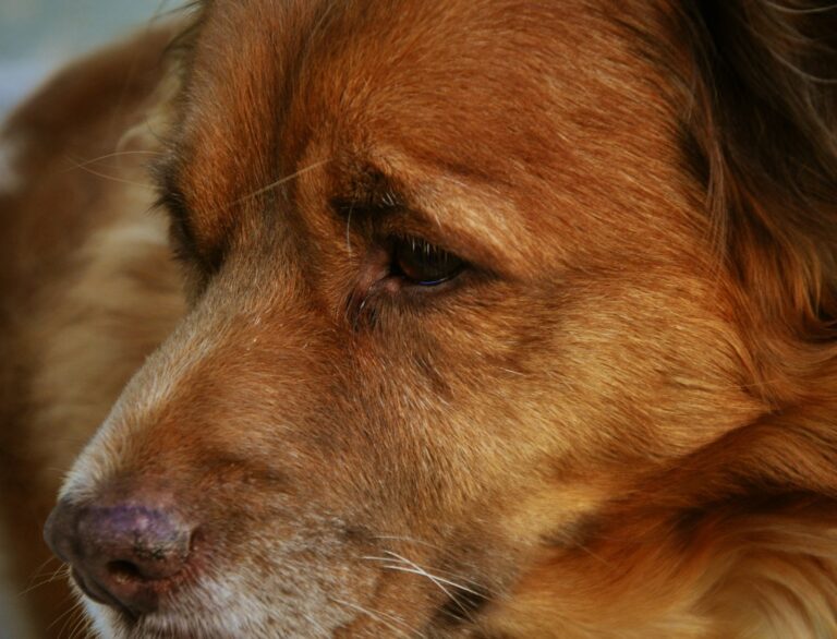 IBD beim Hund – Alles, was du über die chronische Darmentzündung wissen solltest