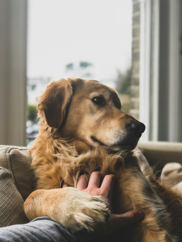 Nahrungsergänzungsmittel kritisch betrachtet für Ihren Hund